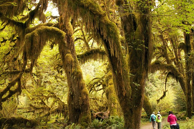 3 Days in Olympic National Park from Seattle: Silent Forest - Hoh Rainforest - Leaving Seattle for Olympic’s quieter side