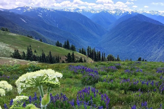 3 Days in Olympic National Park from Seattle: Silent Forest - Hoh Rainforest - The ferry ride back to Seattle (and the skyline payoff)