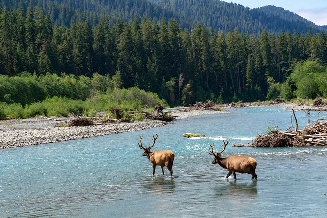 3 Days in Olympic National Park from Seattle: Silent Forest - Hoh Rainforest - Price and value: what $2,895 per person is really buying you