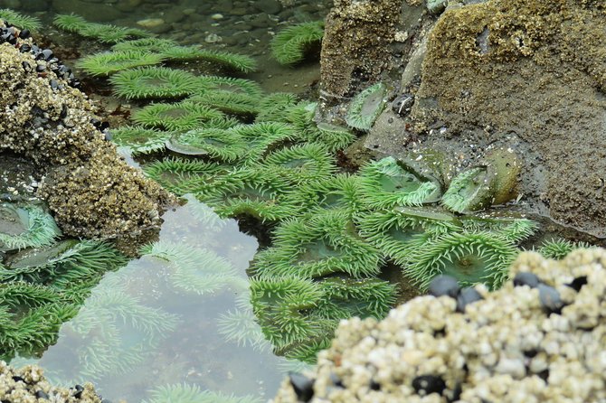 3 Days in Olympic National Park from Seattle: Silent Forest - Hoh Rainforest - Who should book this Silent Forest Olympic tour?