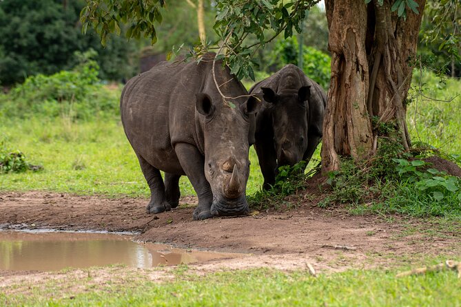 3 Days Murchison Falls National Park Safari & Rhino tracking - Why Murchison Falls is such a powerful Uganda safari choice
