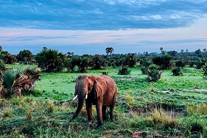 3 Days Murchison Falls National Park Safari & Rhino tracking - Day 3: driving to the top viewpoint and watching the Nile squeeze through the rocks