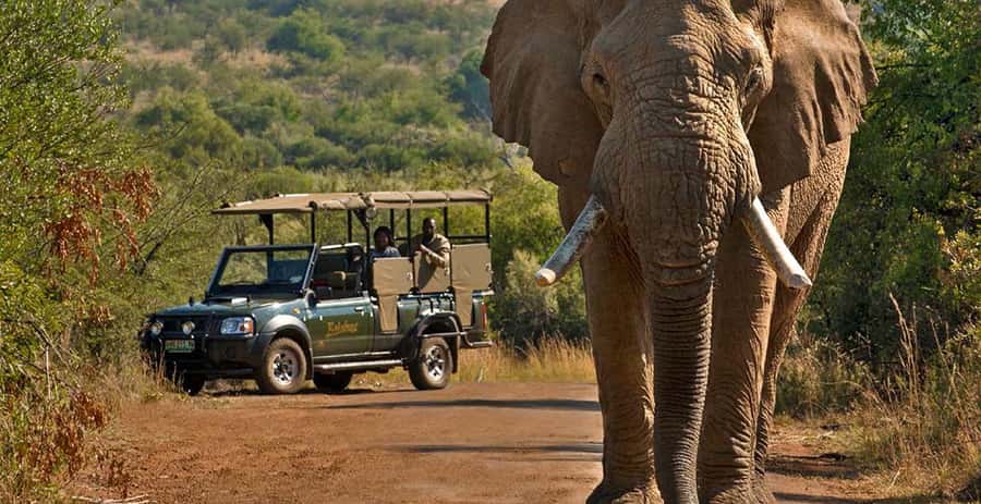 3-Hour Shared Game Drive in Pilanesberg National Park - Key things I’d bank on before you go