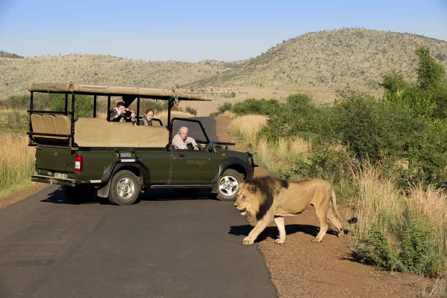 3-Hour Shared Game Drive in Pilanesberg National Park - A 3-hour Pilanesberg game drive that fits real schedules