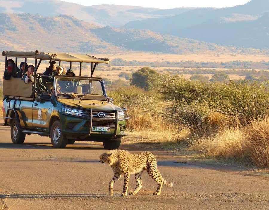 3-Hour Shared Game Drive in Pilanesberg National Park - Inside the open-top safari: wildlife spotting and what your guide does