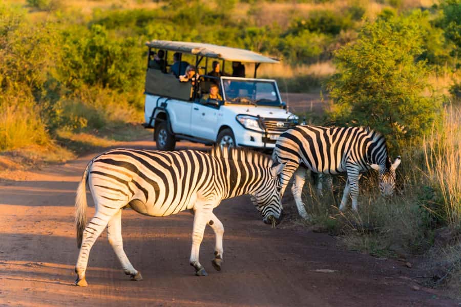 3-Hour Shared Game Drive in Pilanesberg National Park - Who this shared Pilanesberg drive suits best