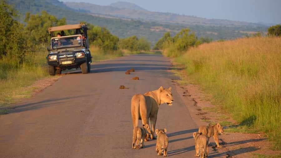 3-Hour Shared Game Drive in Pilanesberg National Park - Should you book this 3-hour shared drive?