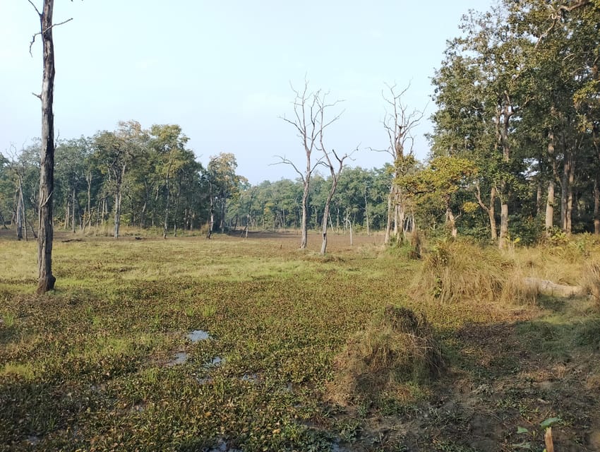 3 Nights 4 Days Chitwan National Park with Tower Night Stay - Chitwan National Park: what you’re really signing up for