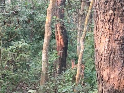 3 Nights 4 Days Chitwan National Park with Tower Night Stay - Price and logistics: the real value in the $424 package