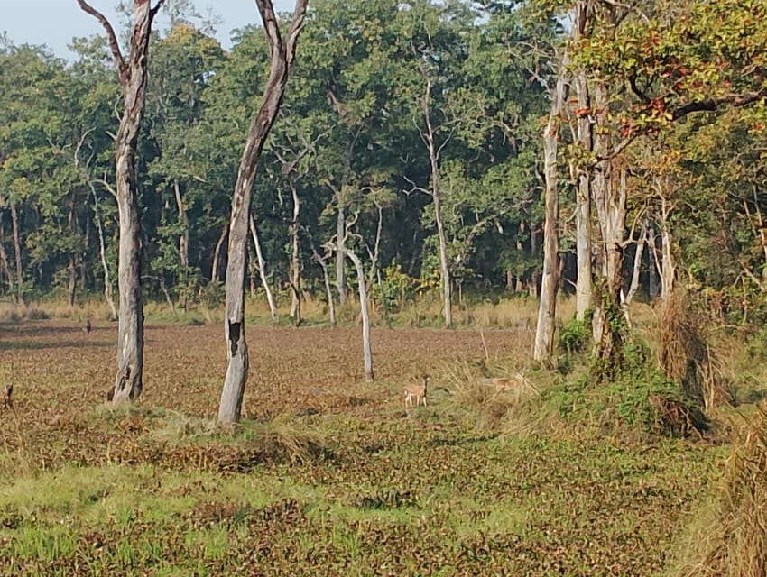 3 Nights 4 Days Chitwan National Park with Tower Night Stay - Day 2: canoeing, birdwatching, and your tower night in the jungle