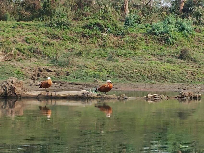 3 Nights 4 Days Chitwan National Park with Tower Night Stay - Day 3: an afternoon jeep safari plus the crocodile breeding center stop