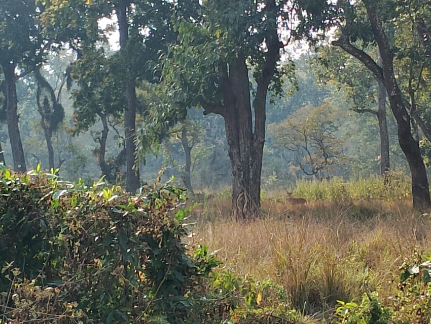 3 Nights 4 Days Chitwan National Park with Tower Night Stay - Where you sleep: deluxe rooms vs. the wooden tower reality