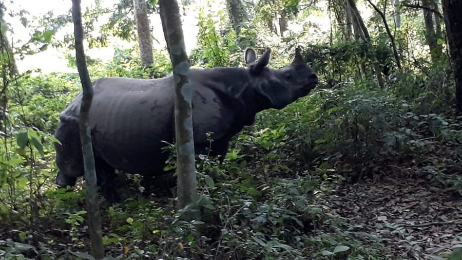 3 Nights 4 Days Chitwan National Park with Tower Night Stay - Wildlife expectations: rhinos up close, tigers not guaranteed