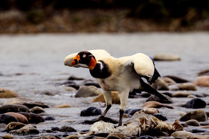 4 Day Tour to the Manu National Park - Day 2: Atalaya, Boat Birding, and Lake Machuwasi Rafts