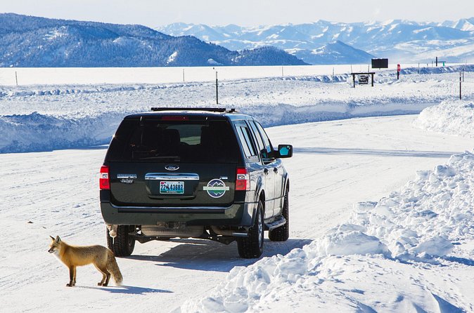 4 hour Snowshoe in Grand Teton National Park - Gear, hot drinks, and snacks: included comfort in cold country