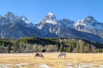 5-day In-Depth Yellowstone and Grand Teton National Park Tour - Old Faithful, Grand Prismatic, and the Grand Canyon of Yellowstone