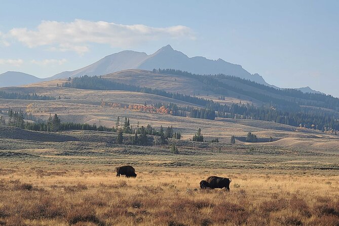 5-day In-Depth Yellowstone and Grand Teton National Park Tour - Small-group comfort: why a max of 14 changes everything