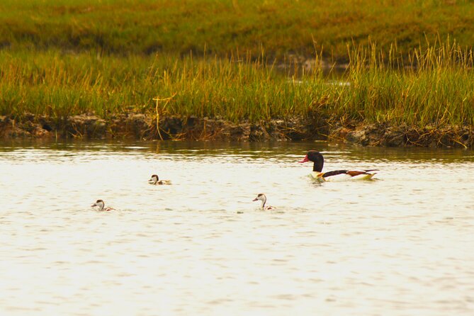 6 hour boat tour navegating through the Islands of Ria Formosa National Park - Price and Value: What $51.40 Buys You