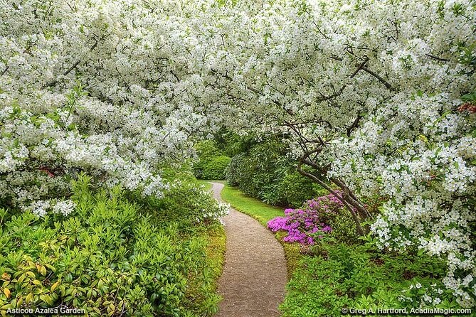 6 Hour: Premiere & Private Acadia National Park with Lobster Pier - Park Loop Road: the Rockefeller-built spine of the park
