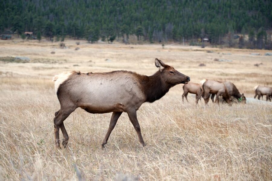 7-Day Yellowstone National Park Rocky Mountain Explorer - Day 3: Grand Teton National Park viewpoints and wildlife-spotting walks