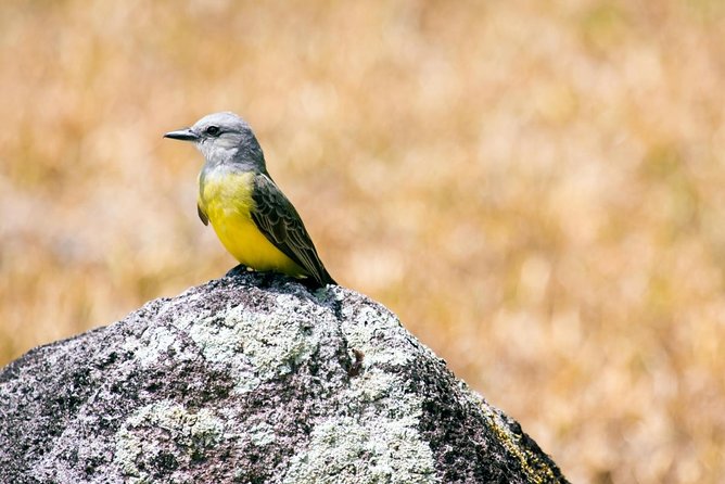 7 Hours Monkey Island and Nature Walk at Soberania National Park - Key things to know before you go