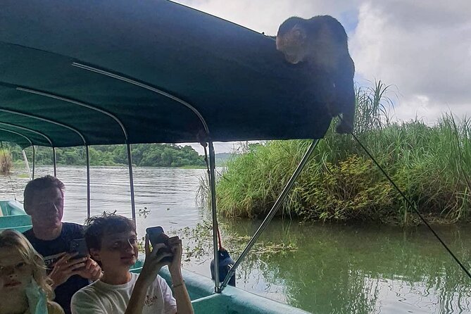 7 Hours Monkey Island and Nature Walk at Soberania National Park - A 7-hour mix of Panama Canal boat time and rainforest walking