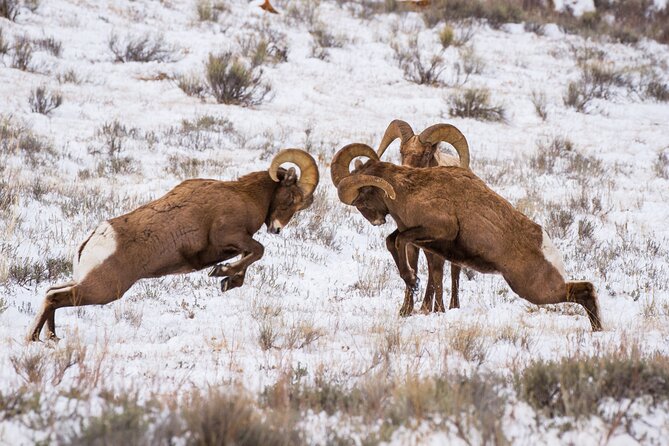 8 Hour Combination Snowshoe & Wildlife Viewing in Grand Teton National Park - Wildlife viewing: the odds game, and why the vehicle helps