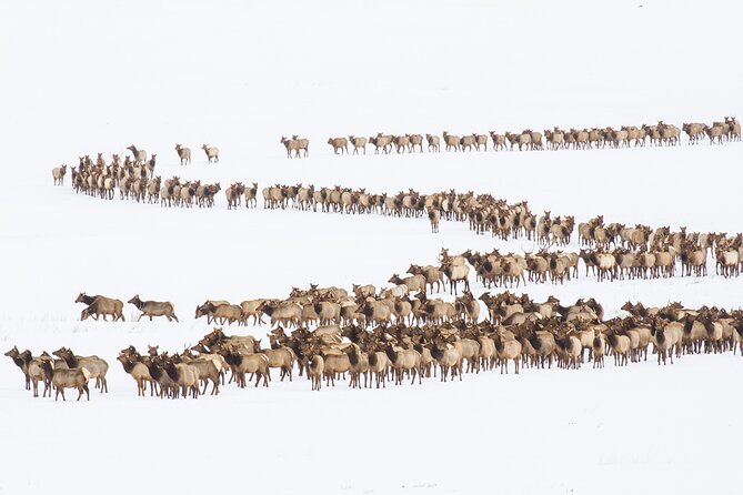 8 Hour Combination Snowshoe & Wildlife Viewing in Grand Teton National Park - Lunch and snacks: small details that make the whole day work