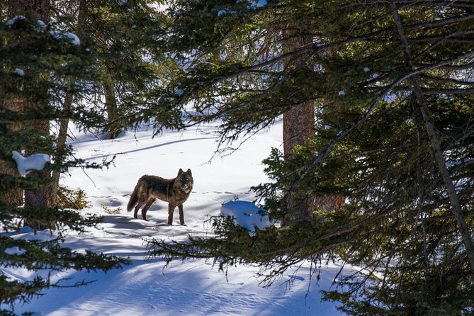 8 Hour Combination Snowshoe & Wildlife Viewing in Grand Teton National Park - Who should book this tour (and who might not)