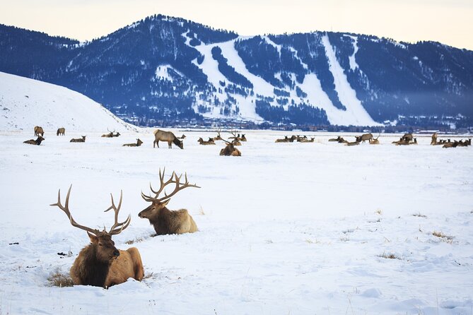 8 Hour Combination Snowshoe & Wildlife Viewing in Grand Teton National Park - Should you book? My straight answer