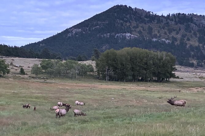 A Rutin' Good Time; Elk Tour in Rocky Mountain National Park - Estes Park Check-In With Purple Points