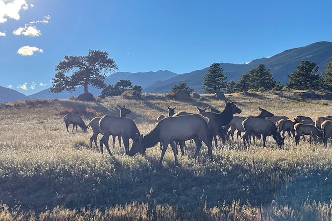 A Rutin' Good Time; Elk Tour in Rocky Mountain National Park - The Estes Park Drive: Scenic, But Also Useful