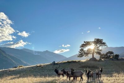 A Rutin' Good Time; Elk Tour in Rocky Mountain National Park - How the Tour Finds Elk on RMNP’s Eastern Side