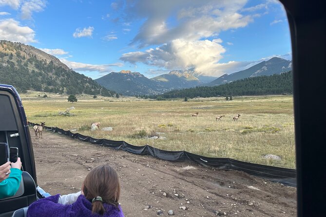 A Rutin' Good Time; Elk Tour in Rocky Mountain National Park - A More Laid-Back Elk Rut Experience