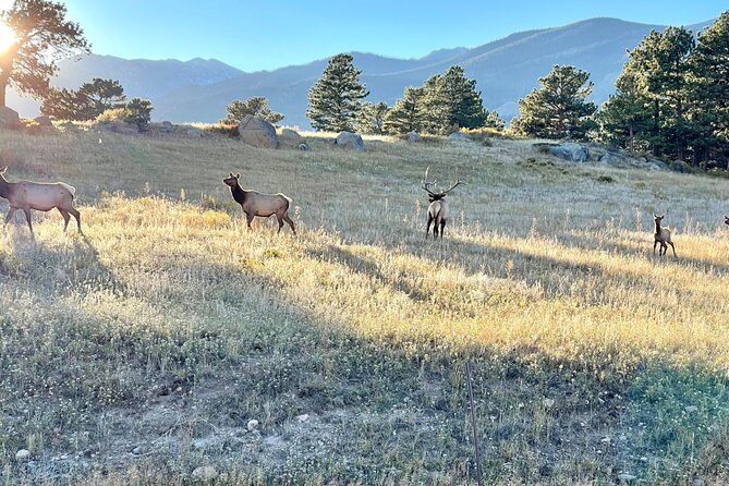 A Rutin' Good Time; Elk Tour in Rocky Mountain National Park - Price and Value: Is $156 Reasonable?