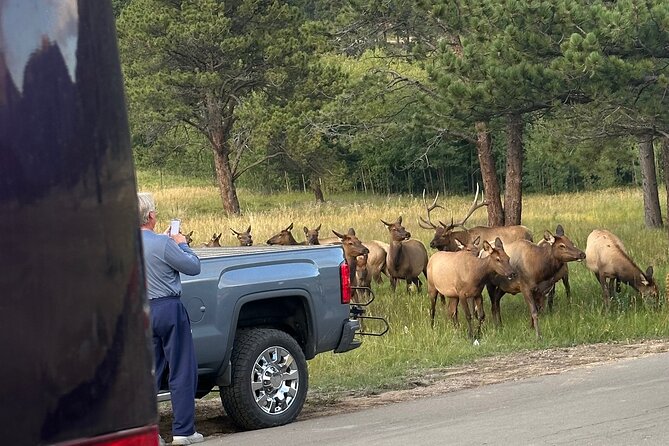 A Rutin' Good Time; Elk Tour in Rocky Mountain National Park - Practical Considerations: Timing and Expectations