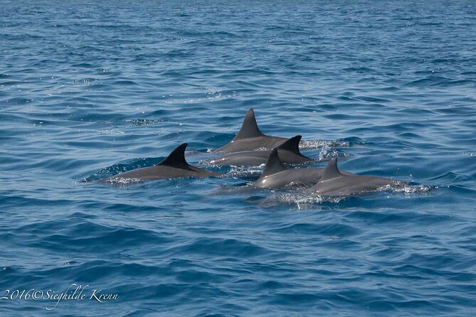 AAA Noosa National Park Tour and Dolphin Safari Whalesongsnoosa - The dolphin-watching game plan: patience pays (sometimes fast)