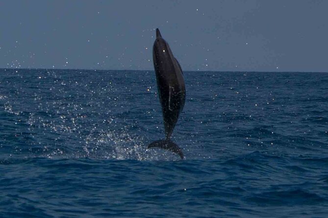 AAA Noosa National Park Tour and Dolphin Safari Whalesongsnoosa - The hydrophone moment: hearing whale and dolphin sounds