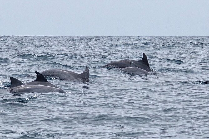 AAA Noosa National Park Tour and Dolphin Safari Whalesongsnoosa - Noosa National Park from the ocean: what you’re really seeing