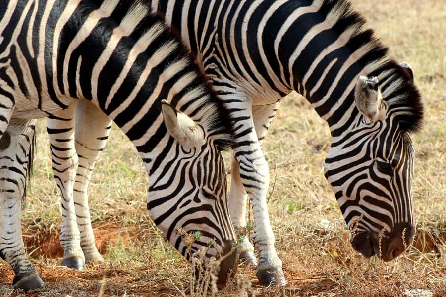 Addo Elephant National Park All Inclusive Full-Day Safari - 6 key things that make this Addo safari special