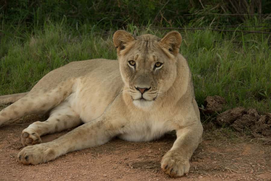 Addo Elephant National Park All Inclusive Full-Day Safari - Price and value: why $186 can make sense for a full-day Addo safari