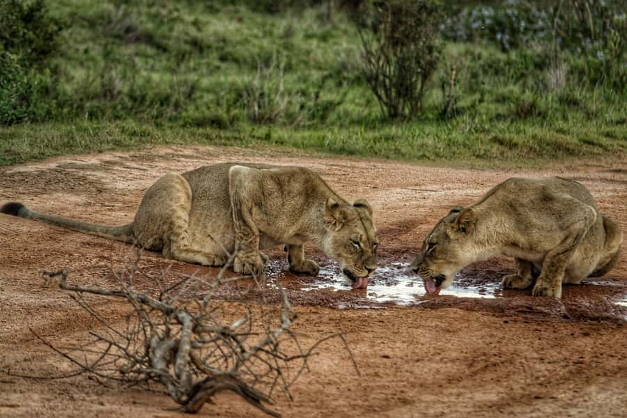 Addo Elephant National Park All Inclusive Full-Day Safari - Why Addo feels different from other safaris