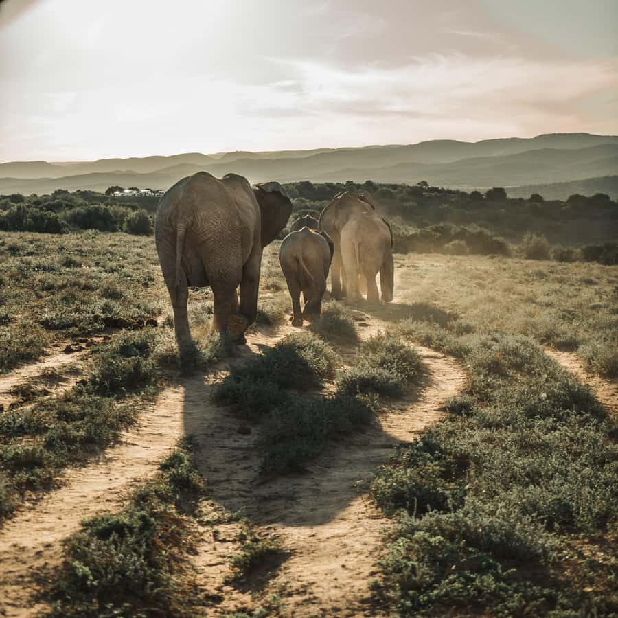 Addo Elephant National Park All Inclusive Full-Day Safari - The first game drive: elephants first, then the predators
