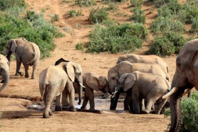 Addo Elephant National Park All Inclusive Full-Day Safari - Getting from Port Elizabeth to the park (and why timing matters)