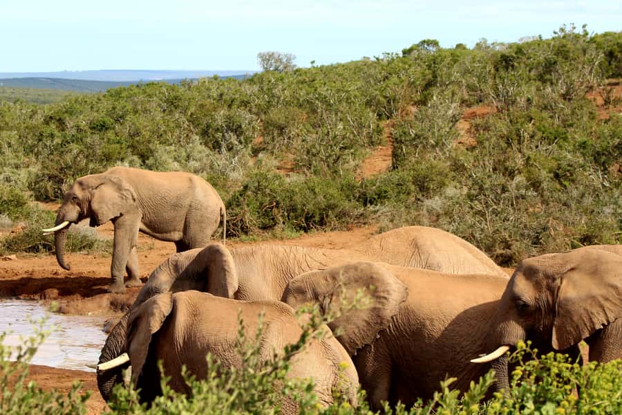 Addo Elephant National Park All Inclusive Full-Day Safari - Viewing with an expert guide: what you’ll notice in the moment