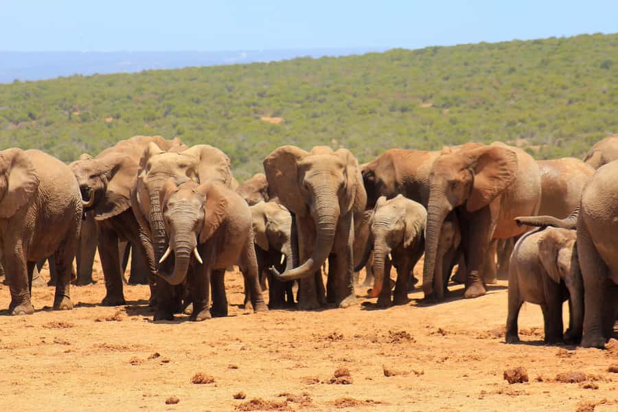Addo Elephant National Park All Inclusive Full-Day Safari - Lunch inside the park (and how to make it work for you)