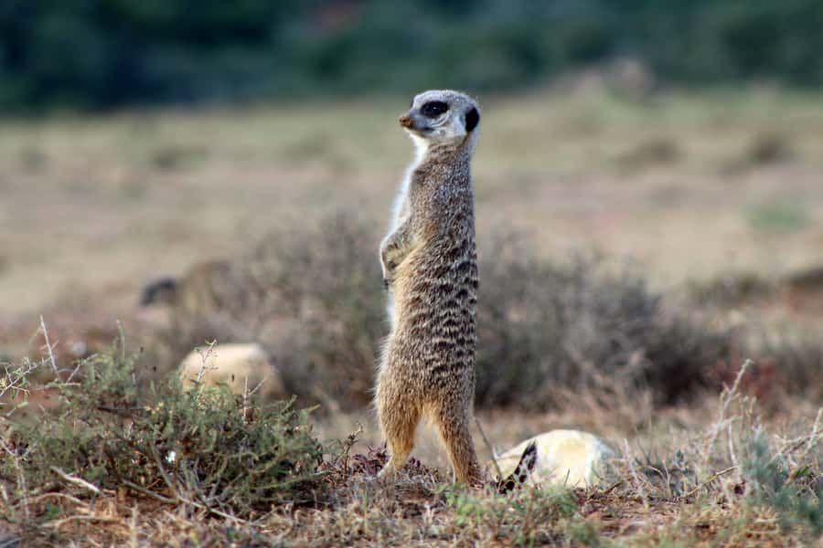 Addo Elephant National Park All Inclusive Full-Day Safari - The guides are the real value add: Freddy, John, King Elvis, Sidwell, Wanele