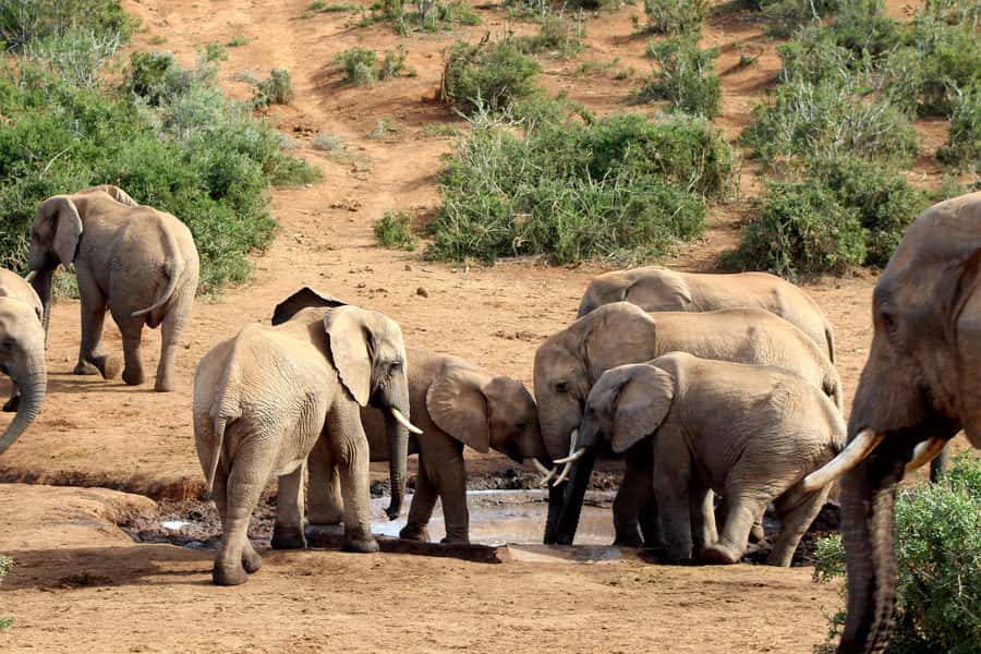 Addo Elephant National Park All Inclusive Full-Day Safari - Getting from Port Elizabeth to the park (and why timing matters)