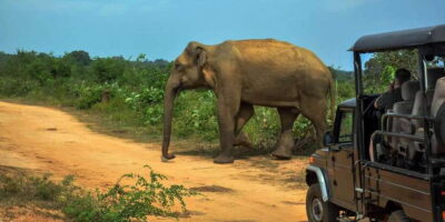Ahangama: Udawalawe National Park Safari with Hotel Pickup - Pickup timing and the transfer drive (what your day actually feels like)