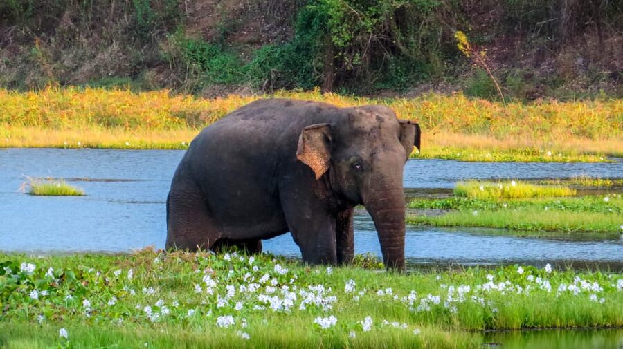 Ahangama: Udawalawe National Park Safari with Hotel Pickup - Booking decision: should you choose Udawalawe from Ahangama?